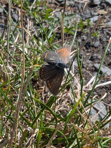 Common Blue