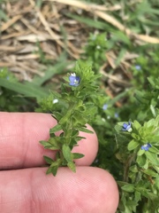 Veronica arvensis