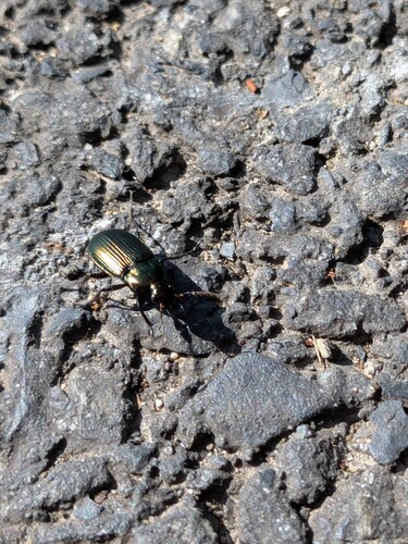 Copper Greenclock Beetle