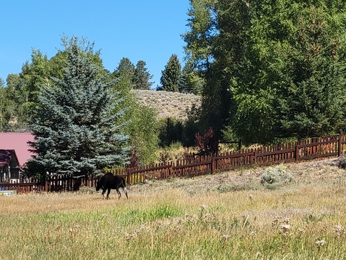 Moose