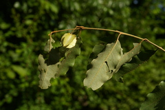 Combretum imberbe