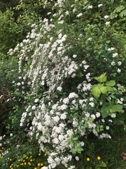 Spiraea × vanhouttei
