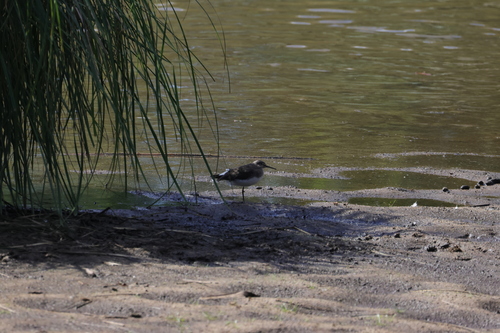 iNaturalist image