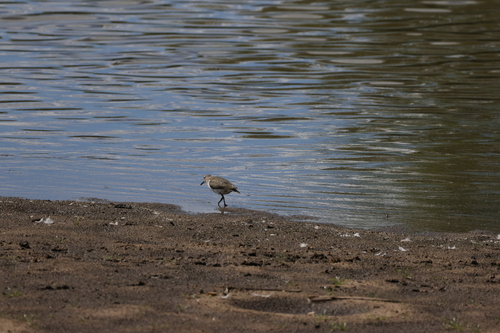iNaturalist image