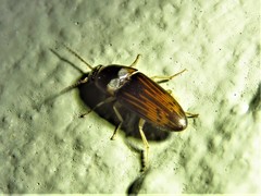 Conoderus falli