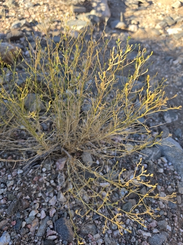 sticky snakeweed