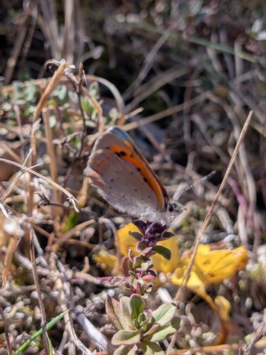 Small Copper