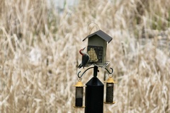 Melanerpes carolinus