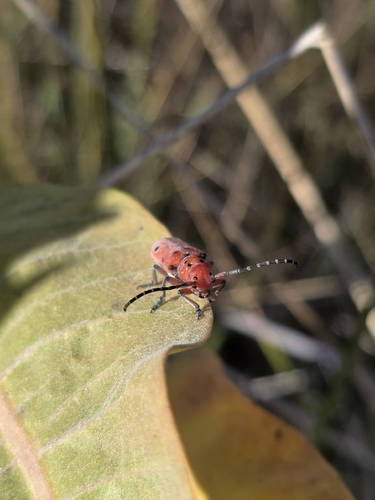 Red-femured Milkweed Borer