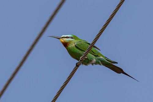 Abejaruco persa (Merops persicus)