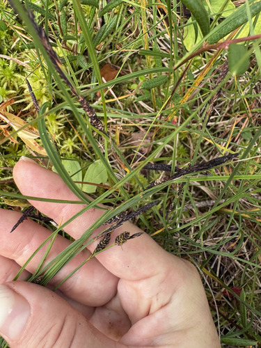 Carex nigra, 2026-09-02