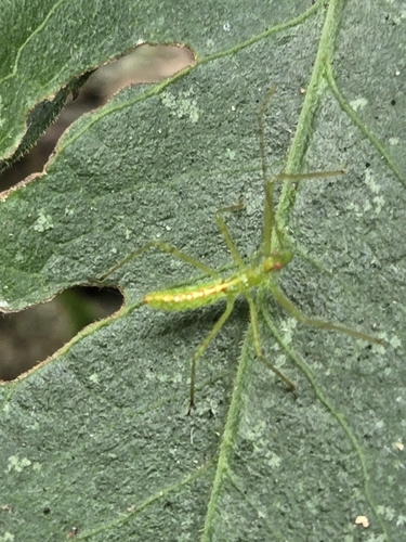 Pale Green Assassin Bug