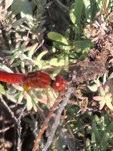 Broad Scarlet
