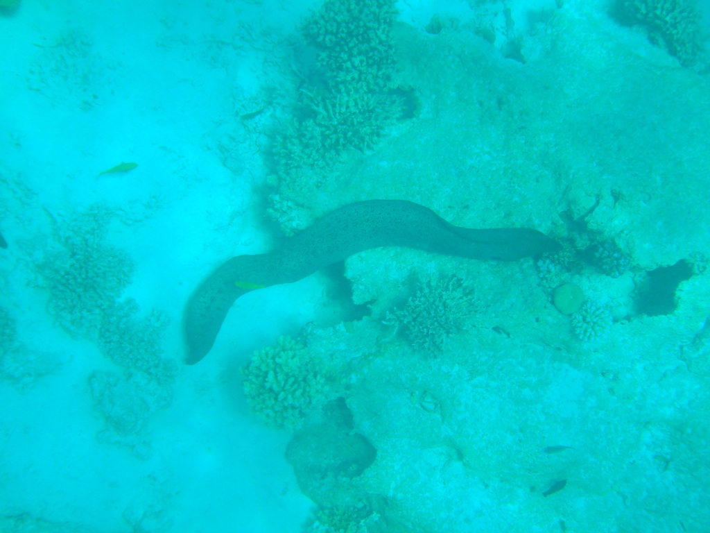 Giant moray