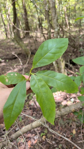 Nyssa biflora, photograph 3