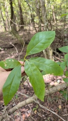 Nyssa biflora, photograph (c) David Wilkins, some rights reserved (CC BY)