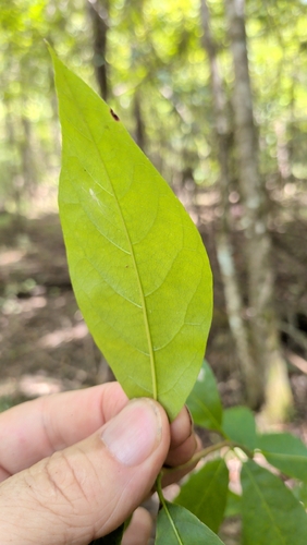 Nyssa biflora, photograph 4