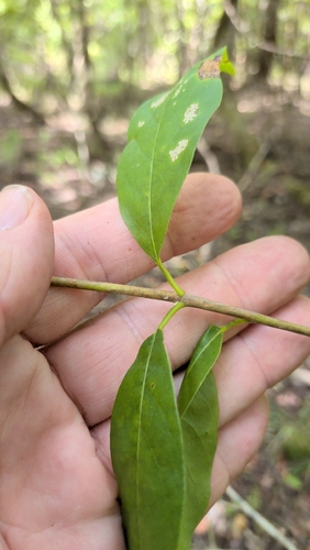 Nyssa biflora, photograph 5