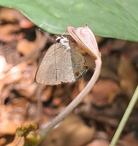 Siderus leucophaeus
