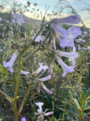 Eriodictyon californicum, photograph author not stated, no rights reserved