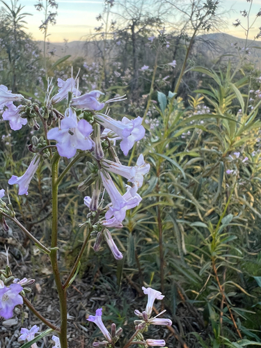 Eriodictyon californicum, photograph 3