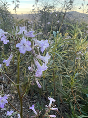 Eriodictyon californicum, photograph author not stated, no rights reserved