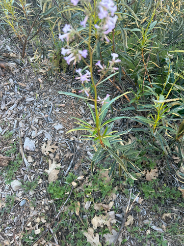 Eriodictyon californicum, photograph 6