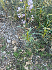 Eriodictyon californicum, photograph author not stated, no rights reserved