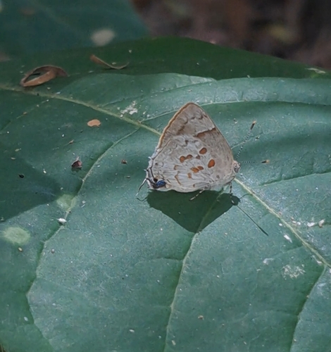 Lantana Hairstreak