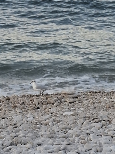 Mediterranean Gull