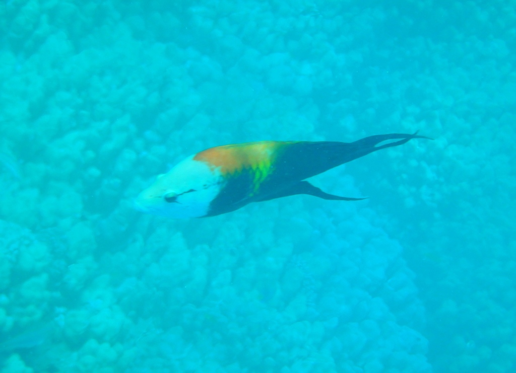 Sling-jaw wrasse