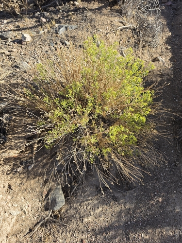 sticky snakeweed