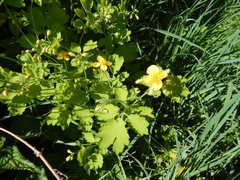 Chelidonium majus