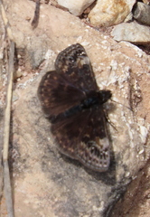 Erynnis lucilius