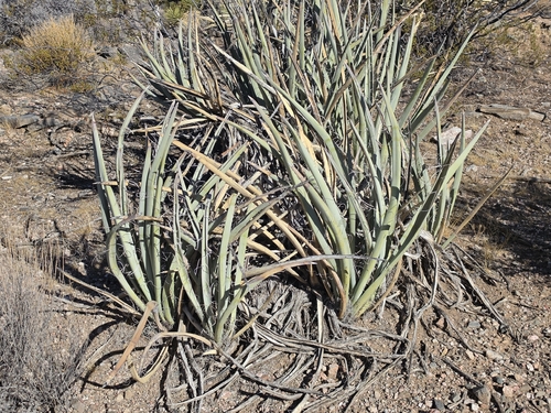 blue yucca