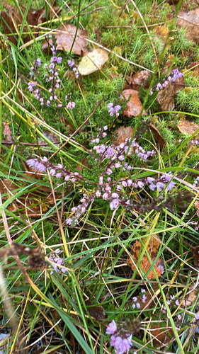 common heather