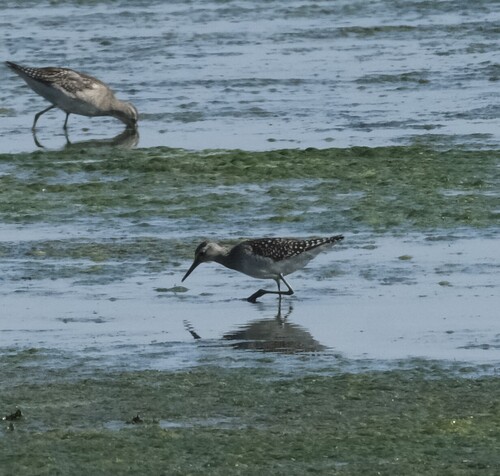 iNaturalist image