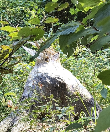 Eurasian Beaver