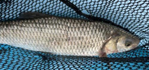 Cavedano Chub, Provincia di Parma, Italia, photo 6 of 10