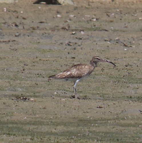iNaturalist image