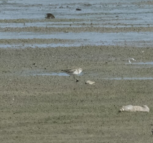 iNaturalist image