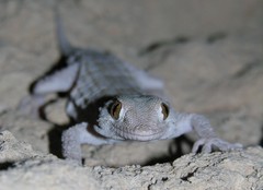 Tarentola annularis annularis