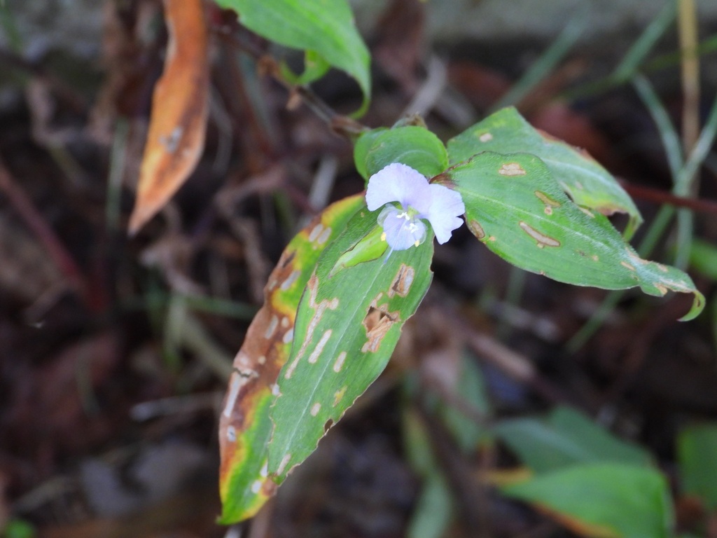 Commelina pallida (Commelina pallida)