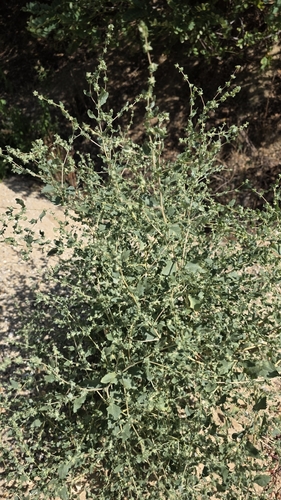 Atriplex rosea