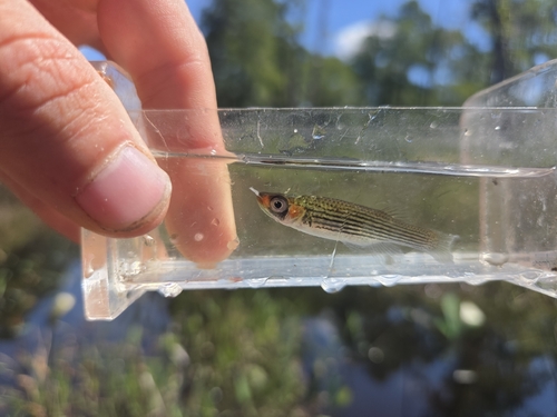 Lined Topminnow