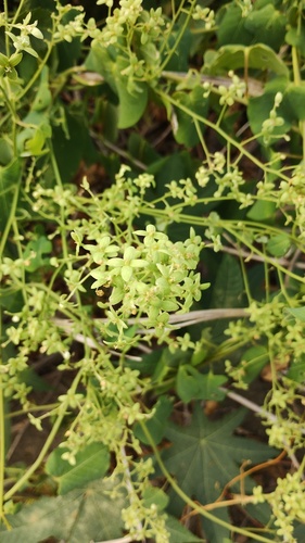 Rockroot (Agdestis clematidea)