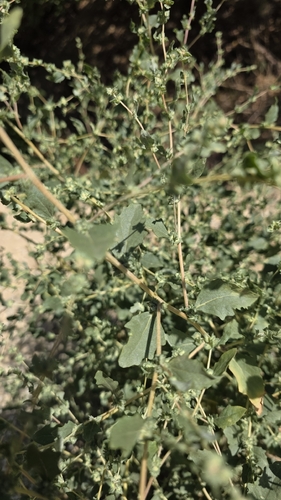Atriplex rosea, photograph 2
