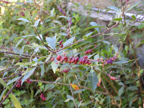 Monnina xalapensis, photograph 1
