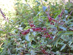Monnina xalapensis