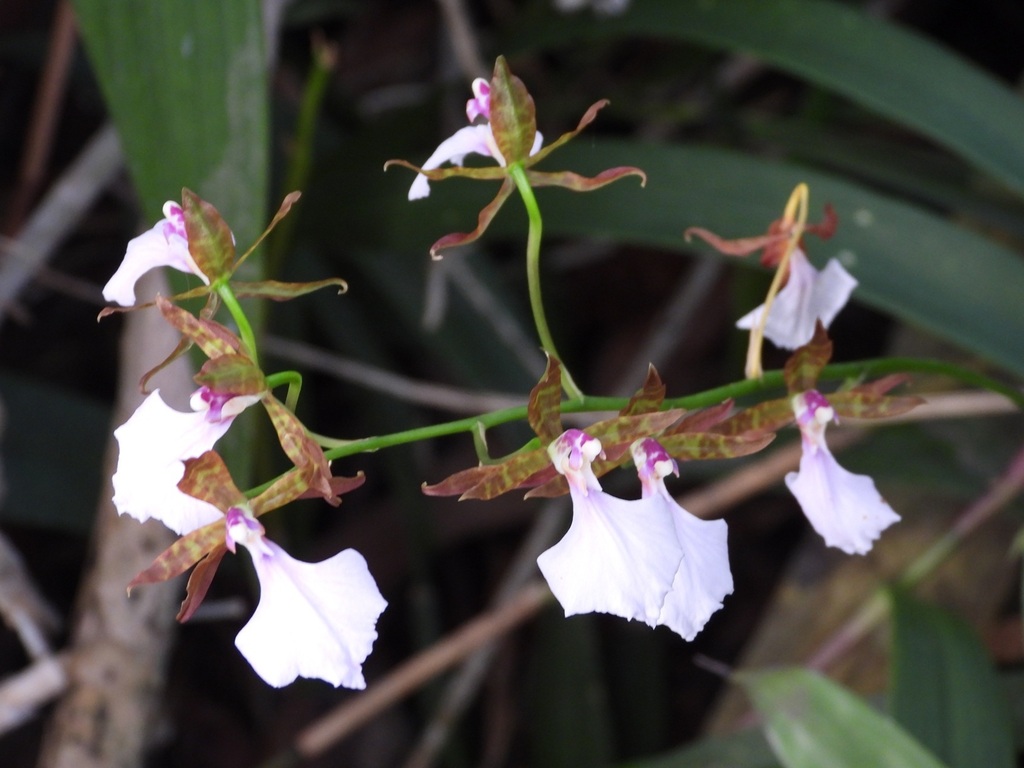 Rhynchostele bictoniensis; photograph (c) Neptalí Ramírez Marcial, some rights reserved (CC BY)